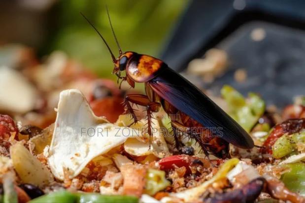 Cockraches,Mouse,Ants Master Fumigation · Photo 4