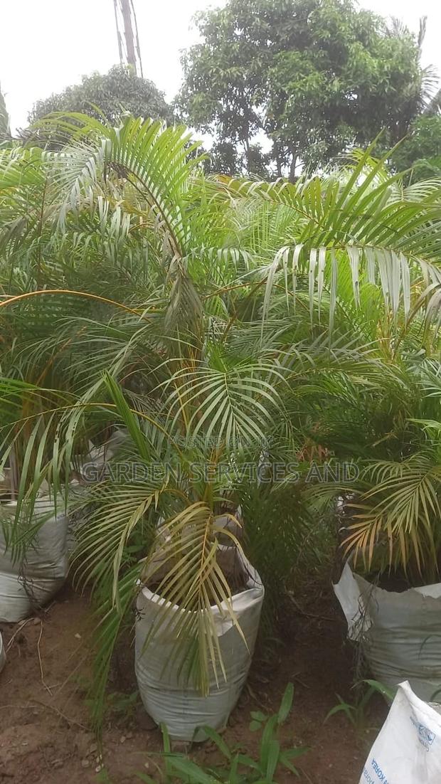 Golden Cane Palm for Sale photo 4