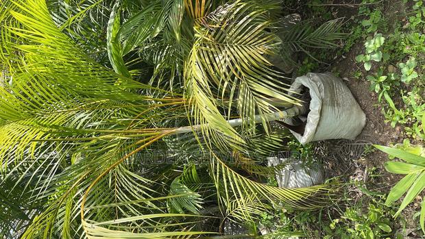 Golden Cane Palm for Sale photo 3
