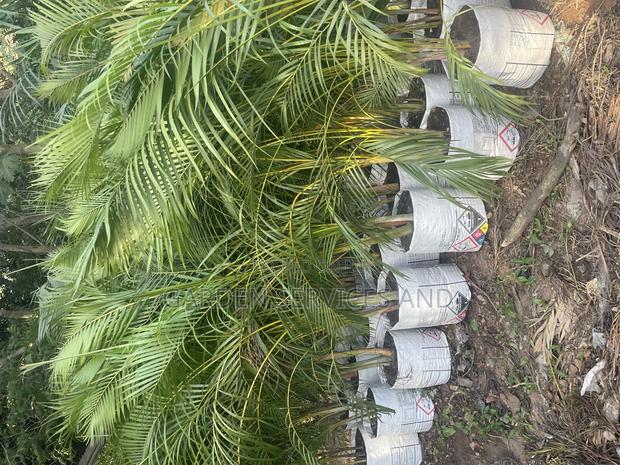Golden Cane Palm for Sale photo 5