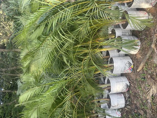 Golden Cane Palm for Sale photo 6