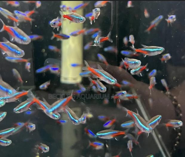 Neon Tetra Fish · Photo 4