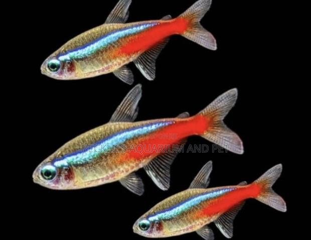 Neon Tetra Fish · Photo 3