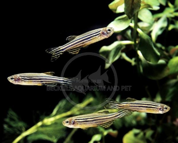 Zebra Danios · Photo 2