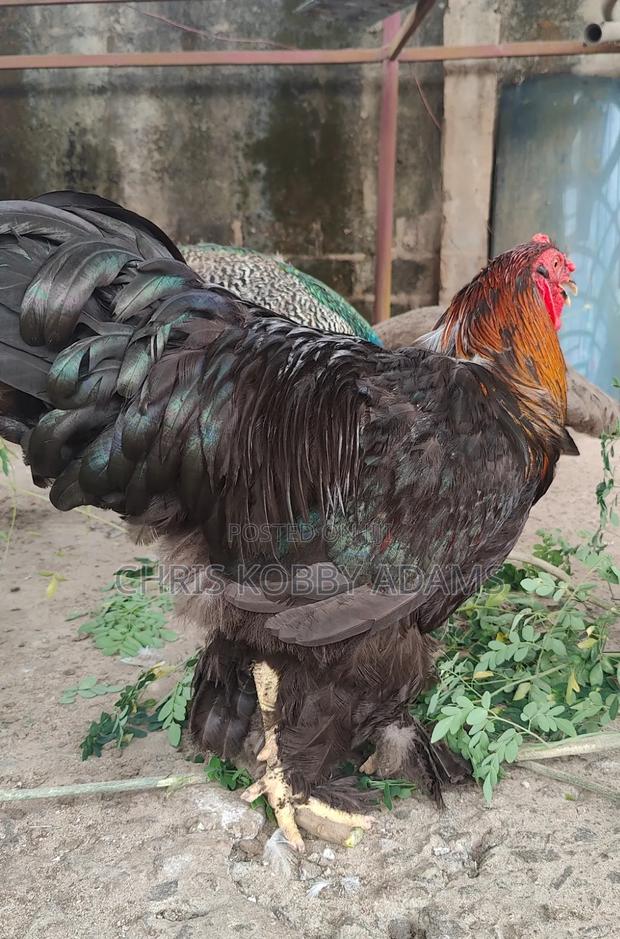 Brahma Chicken