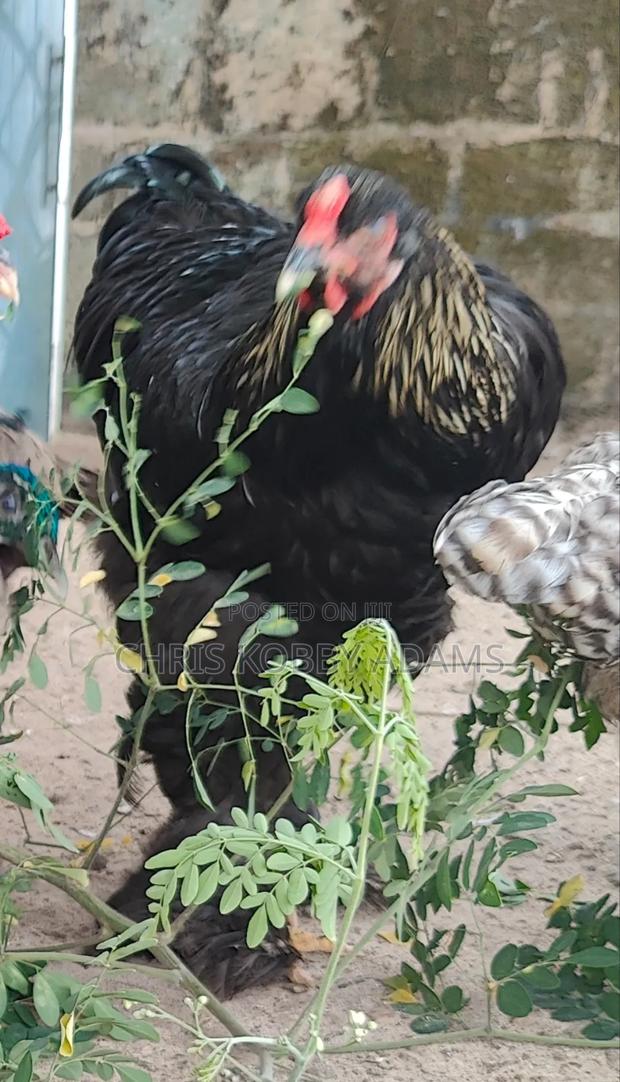 Brahma Chicken photo 2