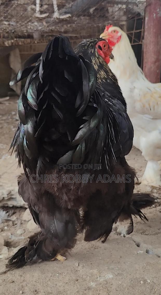 Brahma Chicken photo 3