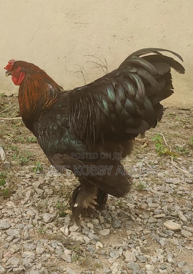 Brahma Chicken photo 4