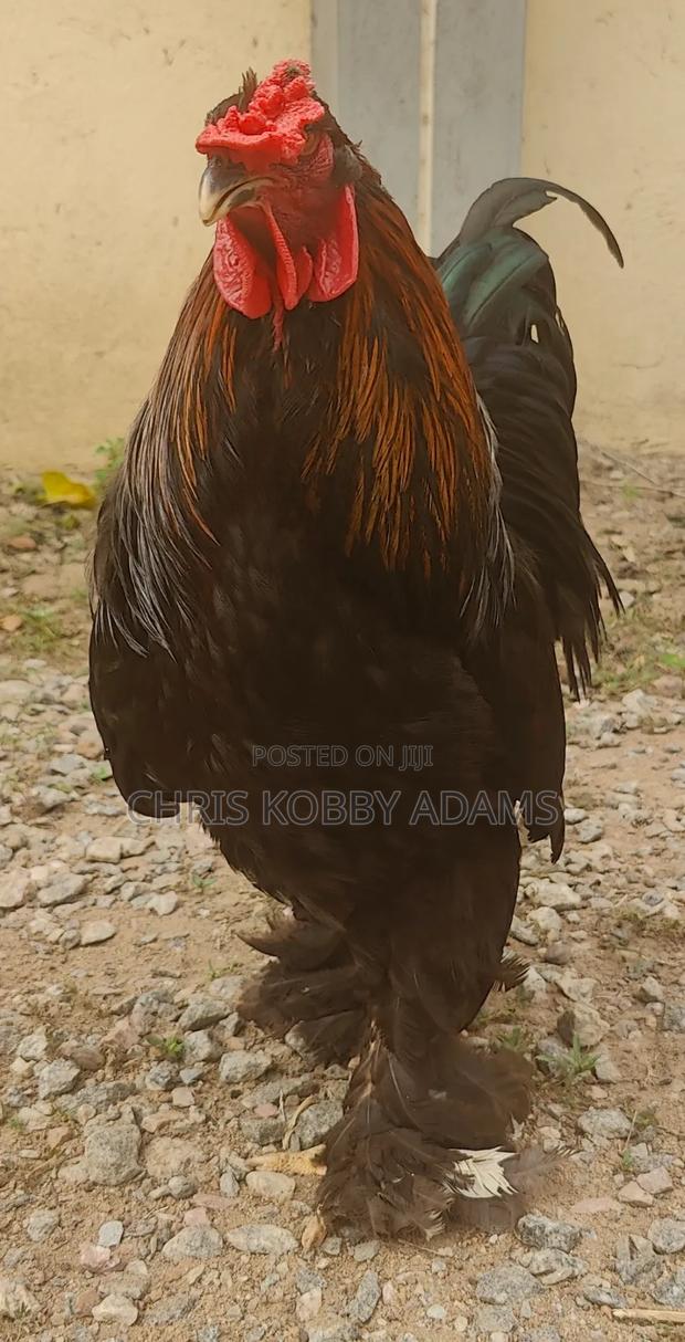 Brahma Chicken photo 5