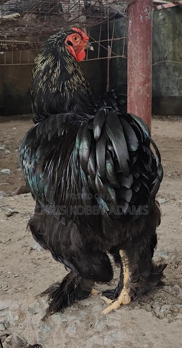 Brahma Chicken photo 6