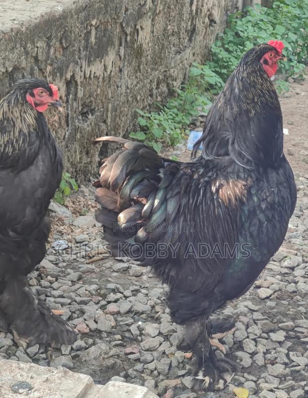 Brahma Chicken photo 7