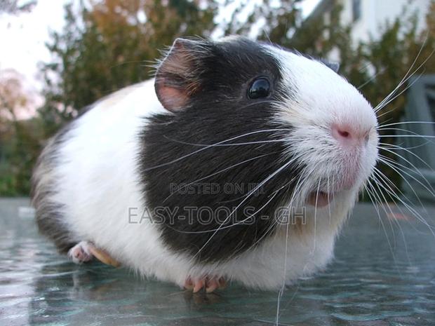 Guinea Pigs _ ( PLEASE READ DESCRIPTION ) · Photo 4