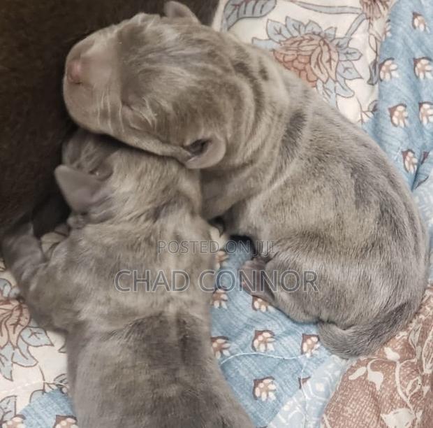 1-3 months Male Purebred Cane Corso · Photo 4