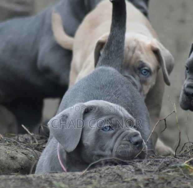 1-3 months Male Purebred Cane Corso · Photo 3