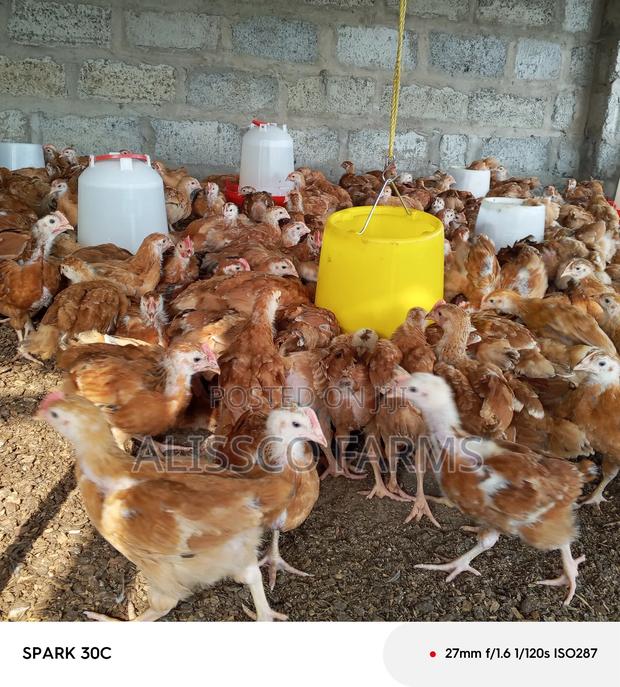 4-5 Weeks Sasso Birds · Photo 4