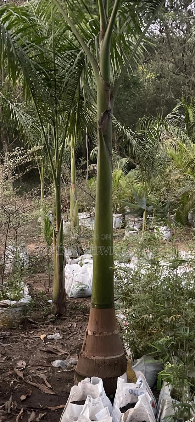 Grown Royal Palm photo 6