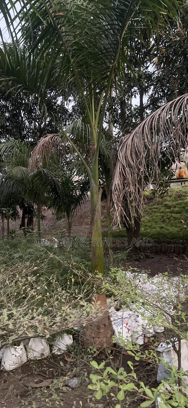 Grown Royal Palm photo 5