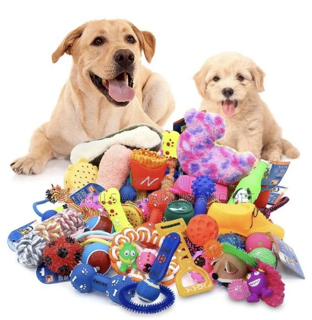 Dog Playing Toys · Photo 3