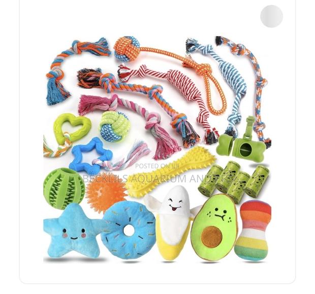 Dog Playing Toys · Photo 4