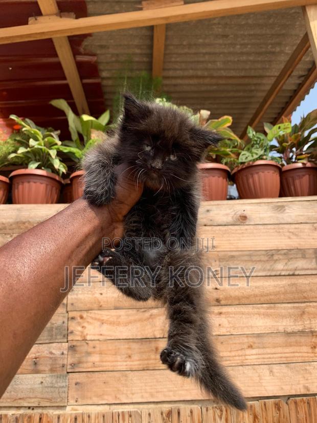1-3 months Male Purebred Maine Coon · Photo 3
