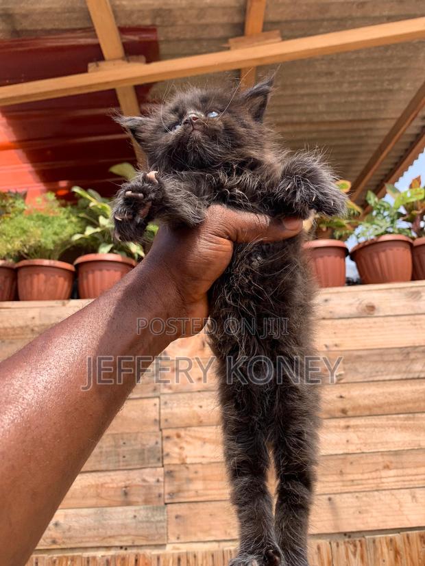 1-3 months Male Purebred Maine Coon · Photo 4
