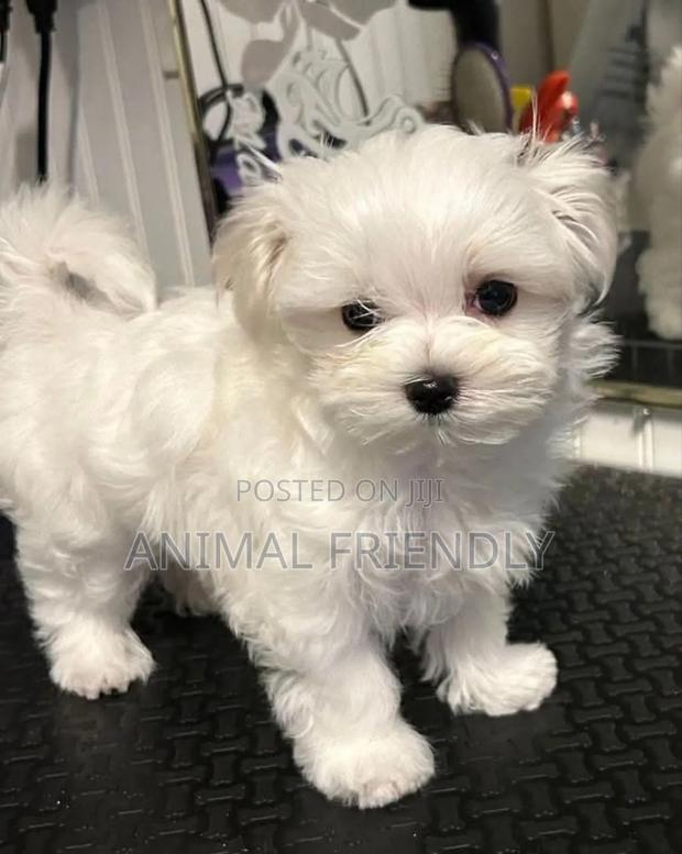 1-3 months Female Purebred Bichon Frise · Photo 2