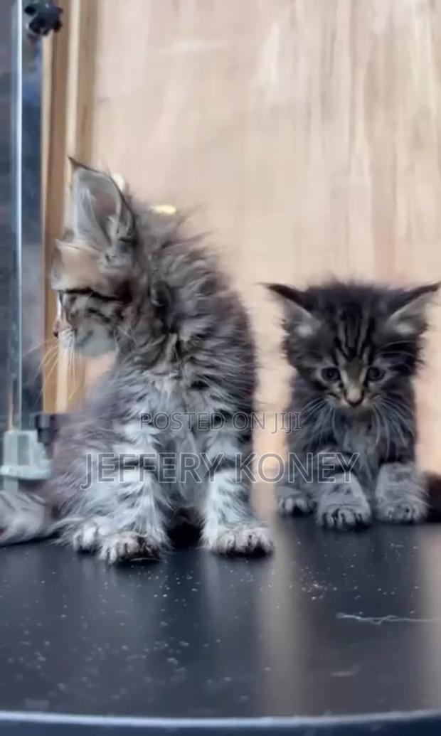 1-3 months Female Purebred Maine Coon · Photo 4