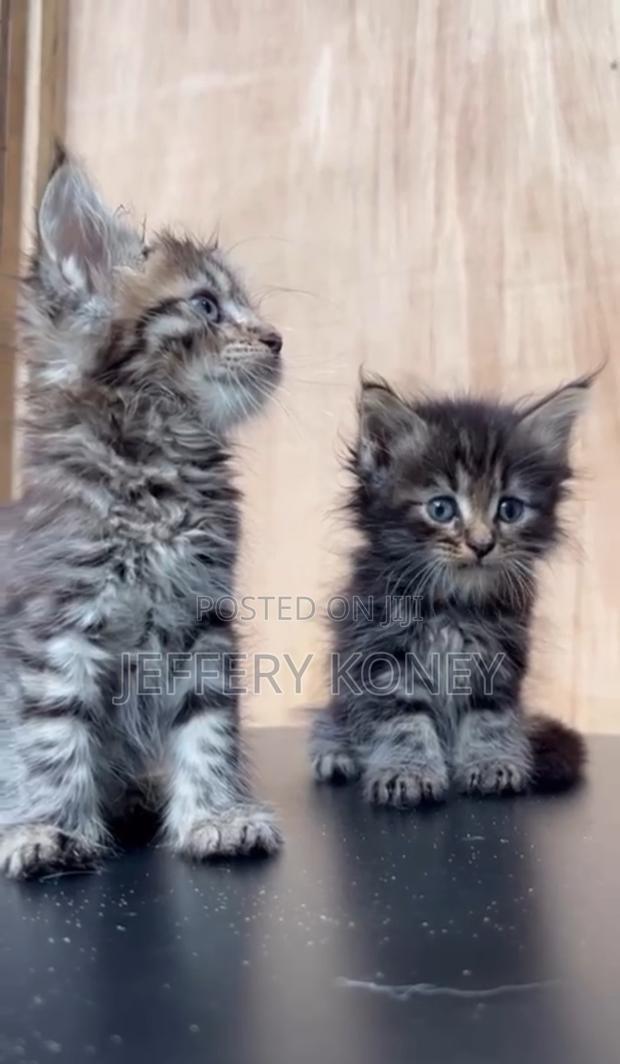 1-3 months Female Purebred Maine Coon · Photo 3