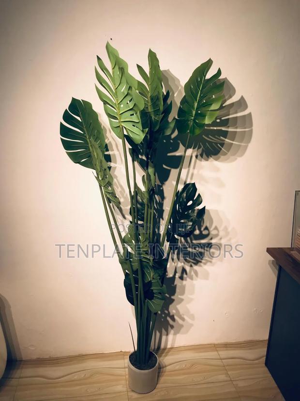 180cm Monstera Plant