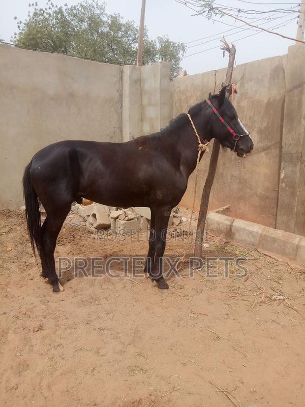 Male Stallion Available at Precieux-Pets · Photo 2