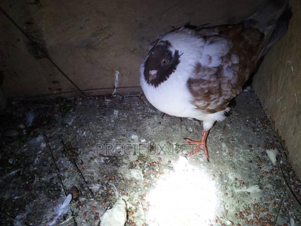 Chico Mixed Modena Fancy Pigeon · Photo 3