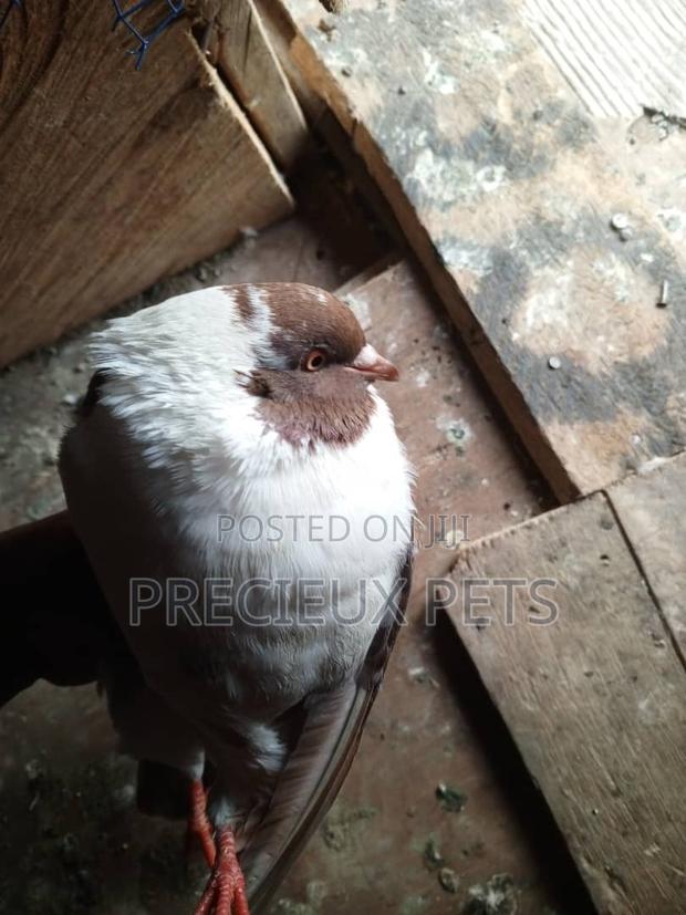 Chico Mixed Modena Fancy Pigeon · Photo 4