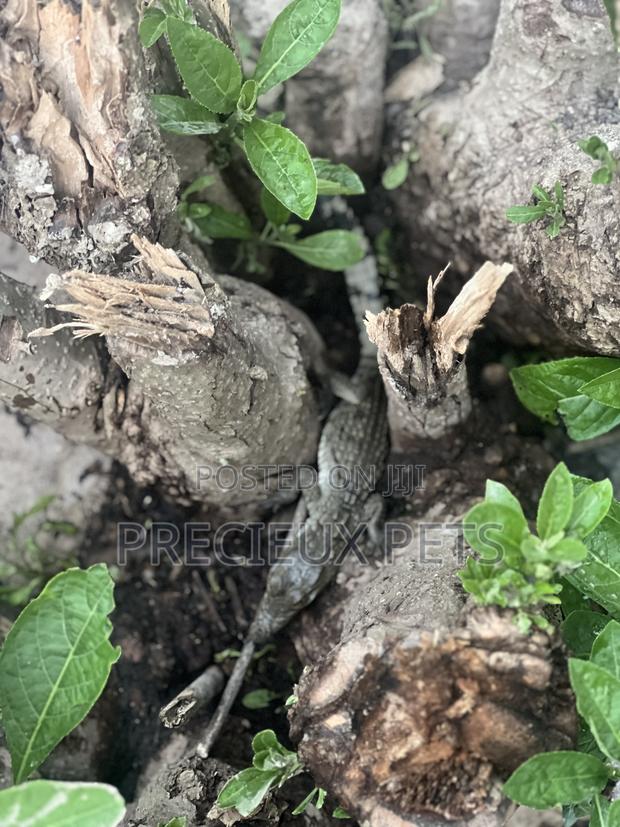 Crocodile Hatchlings Available · Photo 4