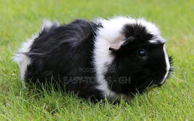 Foreign Guinea Pigs (READ DESCRIPTION PLEASE ) · Photo 4