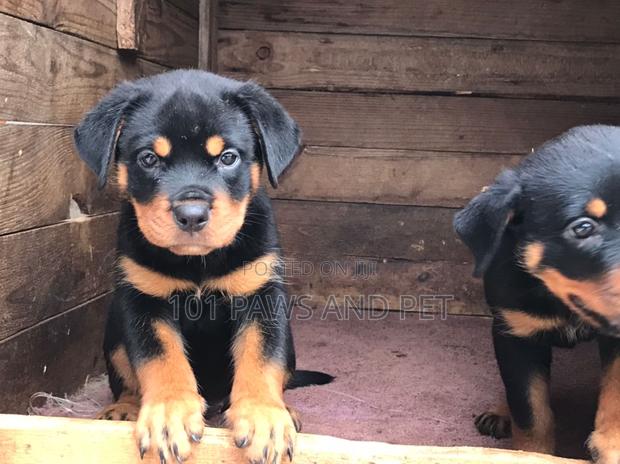 1-3 months Female Purebred Rottweiler · Photo 2