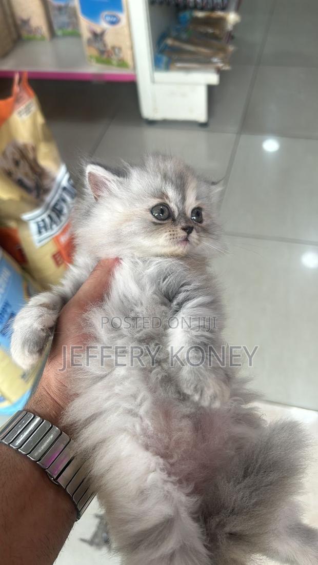 1-3 months Female Purebred Persian · Photo 4