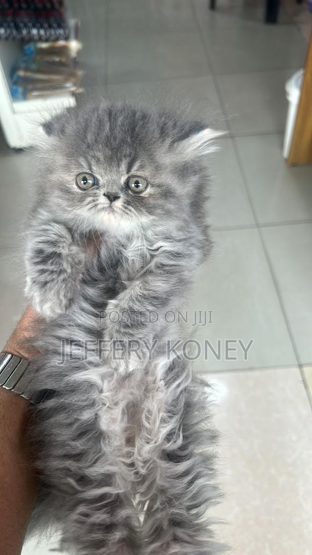 1-3 months Female Purebred Persian · Photo 3