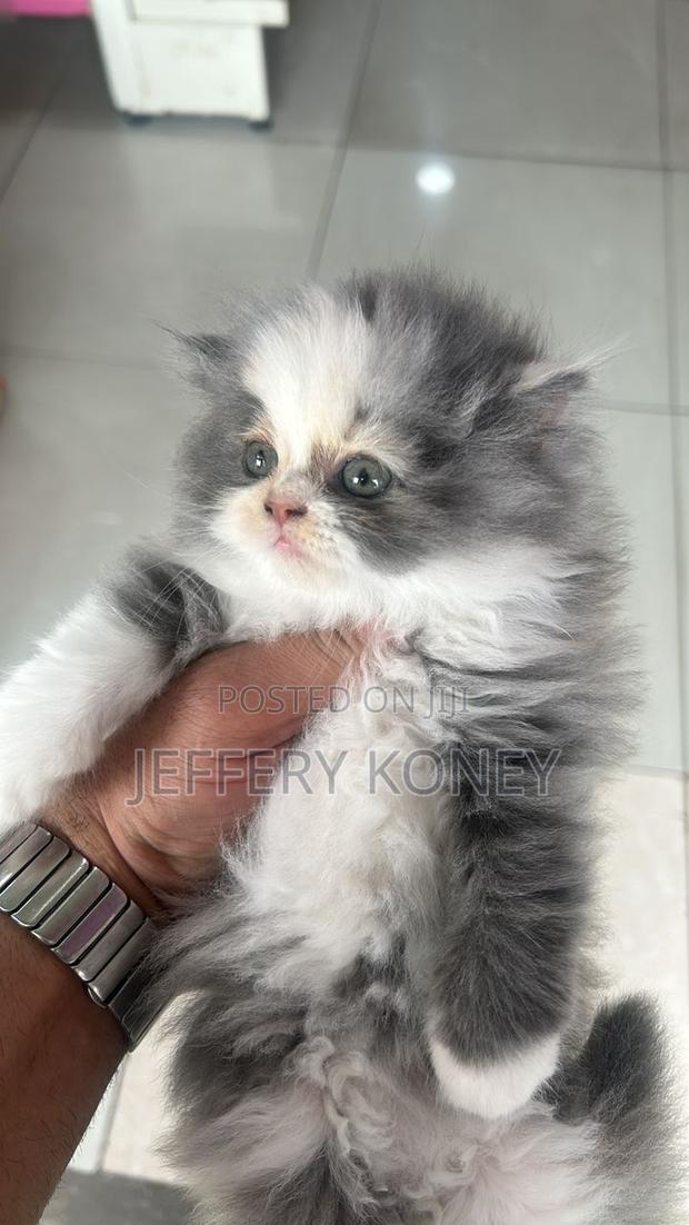 1-3 months Female Purebred Persian · Photo 2