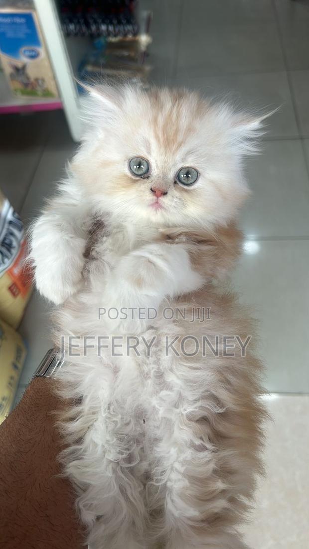 1-3 months Female Purebred Persian · Photo 2