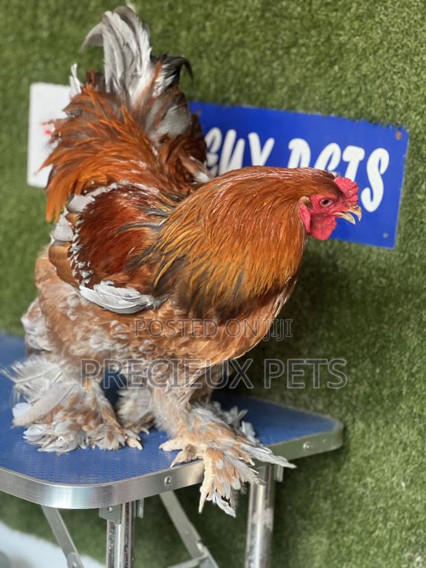 Adolescents Male Brahma Chicken · Photo 4