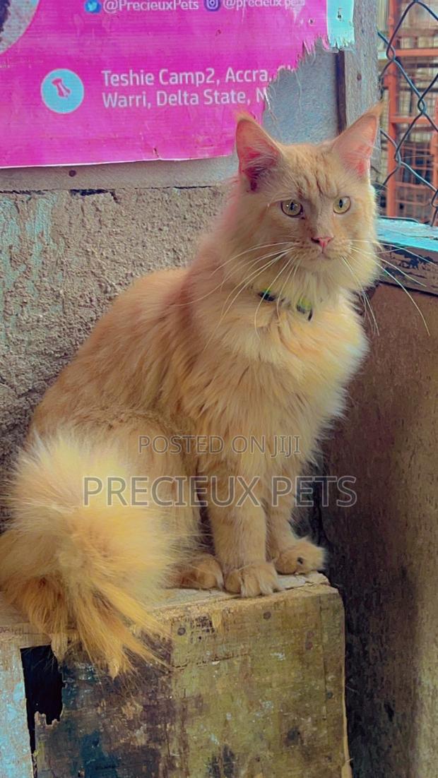 1+ year Male Purebred Maine Coon · Photo 2