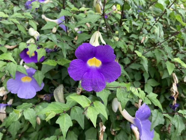 Thunbergia Erecta Tea photo 2