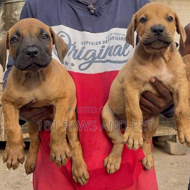 1-3 months Male Purebred Boerboel · Photo 2
