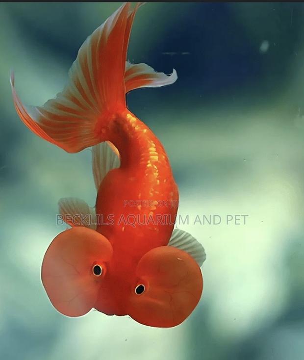 Bubbled Eye Golden Fish · Photo 3