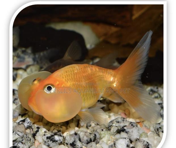 Bubbled Eye Golden Fish · Photo 4
