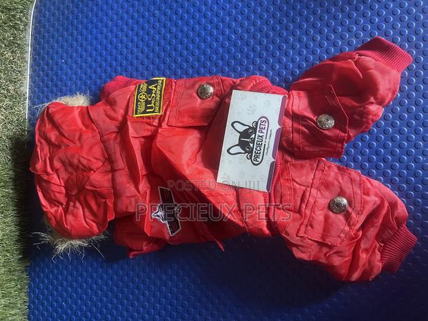 Toy Dog Clothing- New Stock -2025-0 030000 · Photo 4