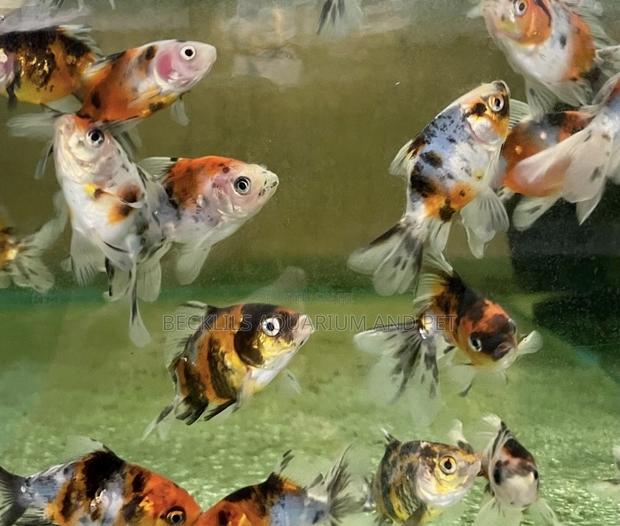 50 Cedis Golden Fish · Photo 2