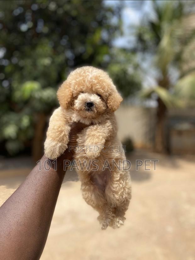 1-3 months Female Purebred Poodle · Photo 2