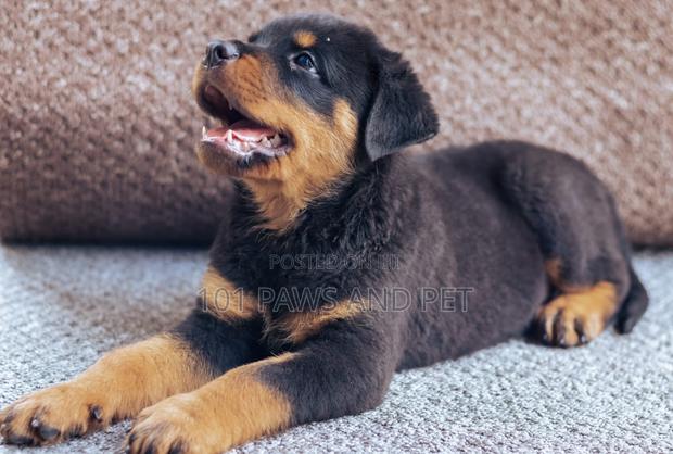 1-3 months Female Purebred Rottweiler · Photo 4