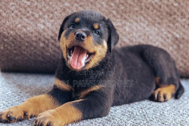 1-3 months Female Purebred Rottweiler · Photo 3